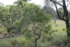 Eremophila mitchellii