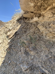 Hesperidanthus argillaceus