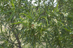 Eremophila mitchellii