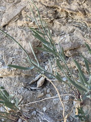 Hesperidanthus argillaceus