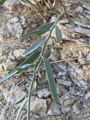 Hesperidanthus argillaceus