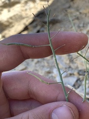 Hesperidanthus argillaceus