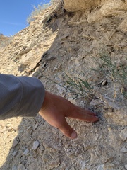 Hesperidanthus argillaceus