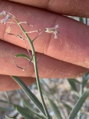 Hesperidanthus argillaceus