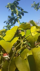 Aristolochia triangularis