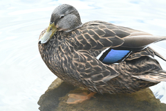 Anas rubripes × platyrhynchos