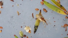 Peristoreus trilobus