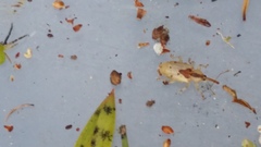 Peristoreus trilobus