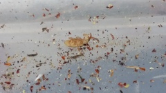 Peristoreus trilobus