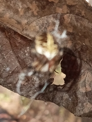 Metepeira labyrinthea