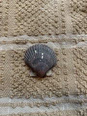 Argopecten irradians