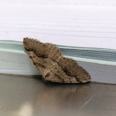 Digrammia continuata