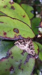 Xanthorhoe semifissata