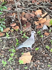 Patagioenas corensis