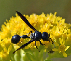 Zethus spinipes spinipes
