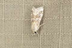 Hellula