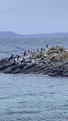 Phalacrocorax fuscescens