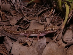 Lucasium steindachneri