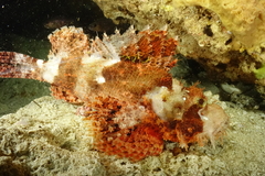 Scorpaenopsis oxycephalus