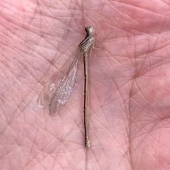 Xanthagrion erythroneurum