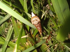 Gonodonta