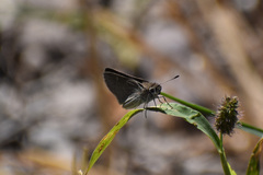 Lerodea eufala eufala