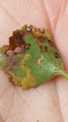 Stigmella lucida