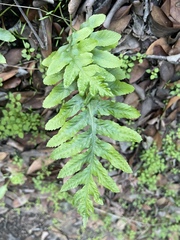 Polypodium californicum