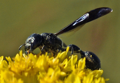 Zethus spinipes spinipes