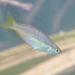 Desert Rainbowfish - Photo (c) Wayne Martin, some rights reserved (CC BY-NC), uploaded by Wayne Martin