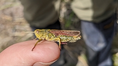 Schayera baiulus