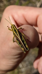 Schayera baiulus