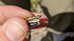 Schayera baiulus