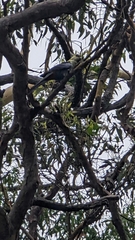 Platycercus adscitus