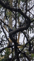 Platycercus adscitus