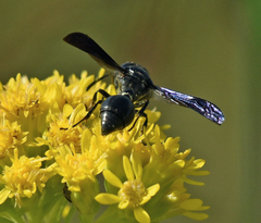 Zethus spinipes spinipes