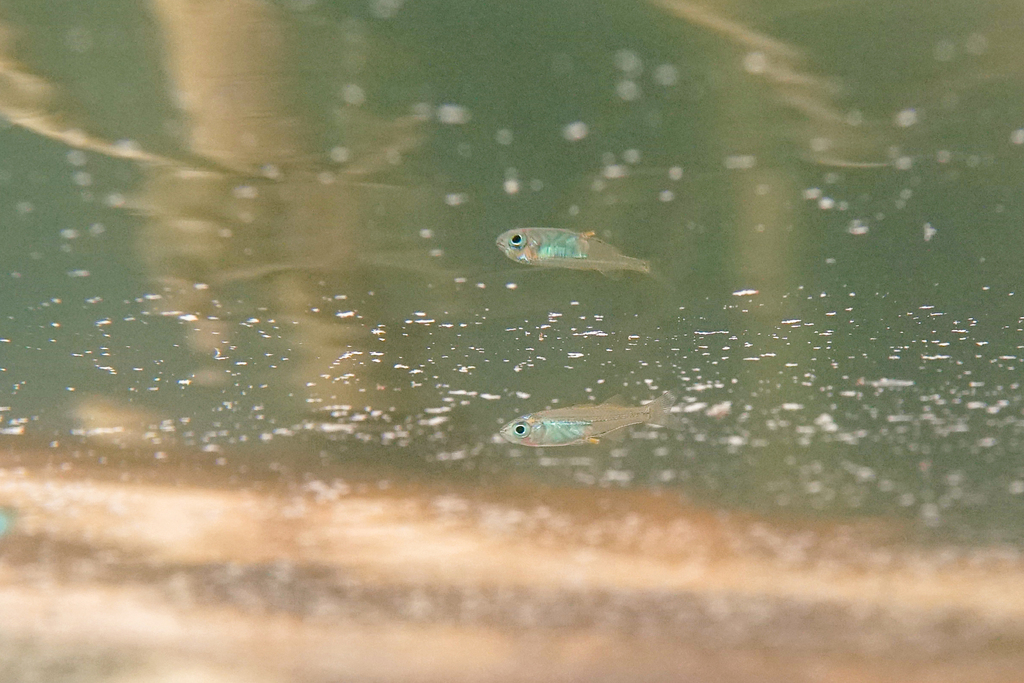Munro's hardyhead (Craterocephalus munroi) — Atherinidae