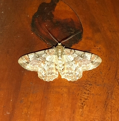 Iridopsis chalcea