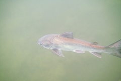 Siluriformes