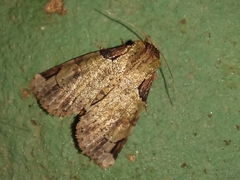 Stibaera dentilineata