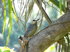 Melanerpes superciliaris