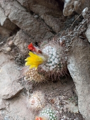 Parodia microsperma