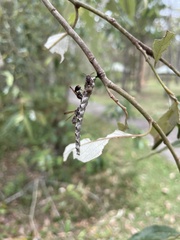 Ropalidia revolutionalis