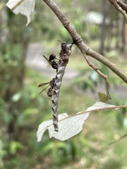 Ropalidia revolutionalis