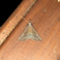 Hypena porrectalis