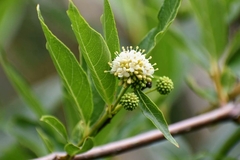 Cephalanthus glabratus
