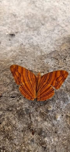 Intermediate Maplet