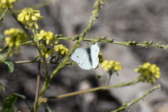 Pieris rapae rapae
