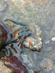 Clibanarius longitarsus