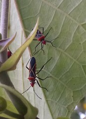 Dysdercus decussatus